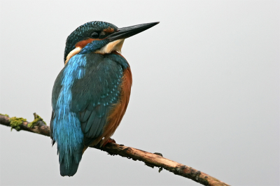 Dit ijsvogeltje ging vlak voor de kijkhut op een takje zitten.
wereldervaring ! wel 20 foto's gemaakt, en hij bleef gewoon zitten.wel druilerig weer, maar toch een leuke foto! (vind ik zelf !)