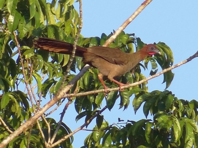 Tijdens een rondreis door Suriname zag ik (Rita) in de Raleighvallen bij een grasveldje dat gebruikt wordt als landingsplaats voor vliegtuigjes deze bijzondere vogel.