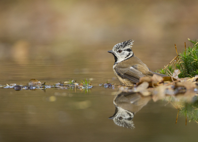 Vandaag meerdere kuifmezen bij ons boshutje, prachtige soort. De herfstbladen gaven een mooie weerspiegeling in de vijver.