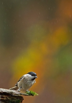 Vanuit een vogelhut lekker droog gezeten. De herfstkleuren van een boompje gebruikt als kleurige achtergrond.