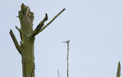 Terwijl we een stukje wandelden zat vlak voor me een klapekster in de boom. Helaas de verkeerde lens erop. En voorbijgangers. Toen de goede erop zat was de vogel gevlogen. Maar wel redelijk in het zicht. Geprobeerd de typische staken van de omgeving in het beeld mee te laten spreken. De vogel kwam dan wel op een centrale positie.