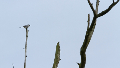 Terwijl we een stukje wandelden zat vlak voor me een klapekster in de boom. Helaas de verkeerde lens erop. En er kwamen voorbijgangers langs. Toen de goede lens erop zat was de vogel gevlogen. Gelukkig bleef de vogel in hetzelfde stukje en kreeg ik een herkansing. Geprobeerd de typische staken van de omgeving in het beeld mee te laten spreken.