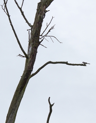 Terwijl we een stukje wandelden zat vlak voor me een klapekster in de boom. Helaas de verkeerde lens erop. 
Maar ja toch een aantal opnames met die combinatie gemaakt. De vogel zat heel dichtbij. Maar komt nu toch vrij klein in beeld.