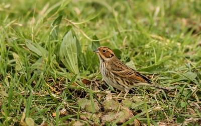 Een niet alle daagse Dwerggors verblijft hier al enkele dagen en je ziet hem regelmatig maar dan meestal in de vegitatie en zeer moeilijk te fotograferen.
Na enkele uren kreeg ik 2 sec. hem mooi vrij op het pad te zien en kon er een paar leuke foto's van maken, het was voor mij de eerste ontmoeting met een Dwerggors.