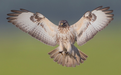 <i class='fa fa-user'></i>&nbsp;Edward van Altena&nbsp;|   Buizerd&nbsp; <i class='fa fa-eye'>&nbsp;1001</i> &nbsp;<i class='fa fa-thumbs-up'>&nbsp;24</i> &nbsp; <i class='fa fa-comment-o'>&nbsp;17</i>