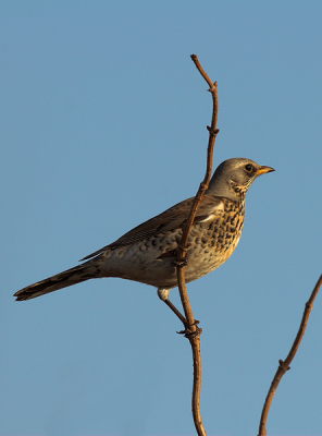 Gewapend met alle informatie welke ik via BP heb verzameld (belichting, scherpte enz.) ben ik benieuwd of ik op deze, voor mij nieuwe, manier fotograferend op de goede weg ben. Alle commentaar is meer dan welkom en alvast bedankt daarvoor.
20D met 400 mm 5.6 vanaf eenpoot 7.1 - 1/500 - iso 200