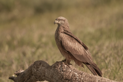 Prachtig om een zwarte wouw van dichtbij te kunnen bewonderen en natuurlijk te kunnen fotograferen