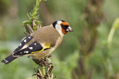 Al een aantal jaren teunisbloem en kaardenbol in de tuin in de hoop deze rakkers aan te trekken; dit weekend waren ze er en ik heb zelfs kunnen vastleggen!