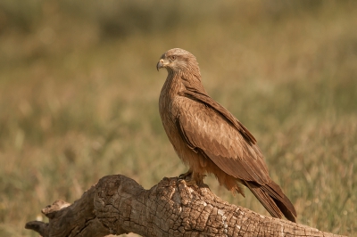 Prachtig om een zwarte wouw van dichtbij te kunnen bewonderen en natuurlijk te kunnen fotograferen