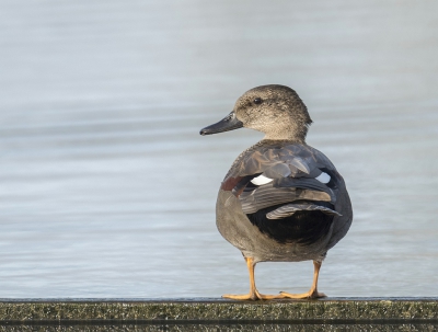 Deze krakeend zat zich eens lekker te poetsen en ook moet hij zijn omgeving in de gaten houden.