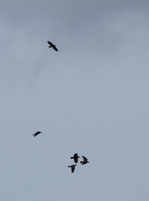 Geweldig om het geknor van de raven te horen. Het geluid kwam van alle kanten.
We telden er 13 tegelijk! Ze buitelden in de lucht. Een paar uur gewandeld.
Ja zo kom je wel tot rust...