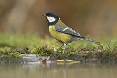 Afgelopen weken bezig geweest met het maken van een voertafel voor de tuinvogeltjes