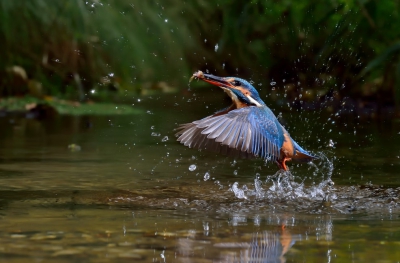 IJsvogel heeft succes bij het vangen van prooi, in de regel zoals hier zal dat een vis zijn.