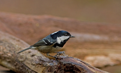 Dit vogeltje zie ik niet vaak. Is ook zo weer verdwenen. 
Gelukkig bleef die deze keer even zitten.