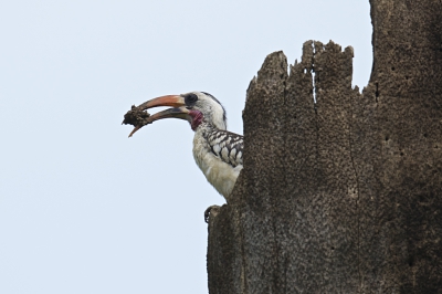 Vorig jaar zat er een BB Roller in de top van deze dode palm om zijn nest te maken. Nu was er een tok in gehuisvest.
De palm staat langs het pad wat door de rijstveldjes loopt vanaf de Kotubridge, nog vele Gambagangers zullen hem gaan zien.