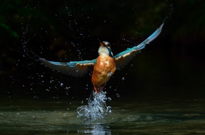 Het jagen op prooi gaat niet altijd zoals het hoort, soms moet de IJsvogel onverrichter zake zonder prooi terugkeren naar de tak of andere zitplaats.