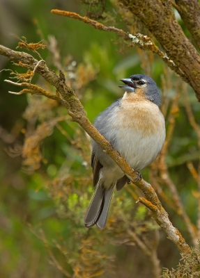 Je ziet wel duidelijk het verschil met onze eigen vink.
Deze zat het hoogste lied te zingen naast een vrij druk belopen wandelpad.