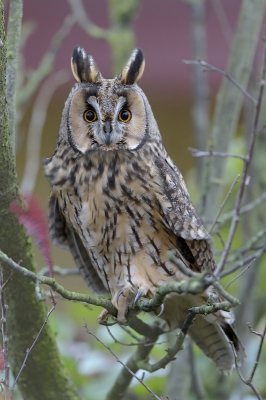 <i class='fa fa-user'></i>&nbsp;Henk Laverman&nbsp;|   Ransuil&nbsp; <i class='fa fa-eye'>&nbsp;600</i> &nbsp;<i class='fa fa-thumbs-up'>&nbsp;14</i> &nbsp; <i class='fa fa-comment-o'>&nbsp;31</i>