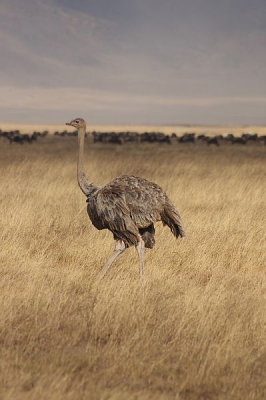 Tijdens een Game drive in de Ngorongoro Crater. Door wat slechter weer krijgt de foto toch een wat mysterieuzer karakter.