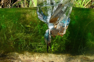 IJsvogel bij de visvangst onder water. Dit soort gebeurtenissen zijn normaliter niet waar te nemen en vergt de nodige kennis en voorbereiding om dit vast te leggen. Wilde deze toch delen met een breed publiek teneinde ook zij hiervan kunnen genieten.