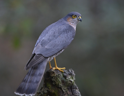 Een opname van een actieve Sperwer die achter de vogeltjes aan zat en even ging zitten. Het ging allemaal vrij snel, hierdoor had ik geen tijd om minder mm te gebruiken. De staart paste er ook maar net op.