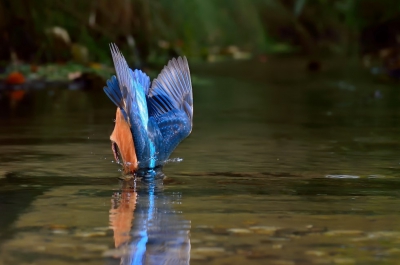 IJsvogel op het moment dat hij het water induikt, het duiken op zich is (boven water) nog wel redelijk vast te leggen, het moment waarop hij het water feitelijk induikt weer wat lastiger door de hoge snelheid en de korte tijd waarop dan een opname slechts gemaakt kan worden.