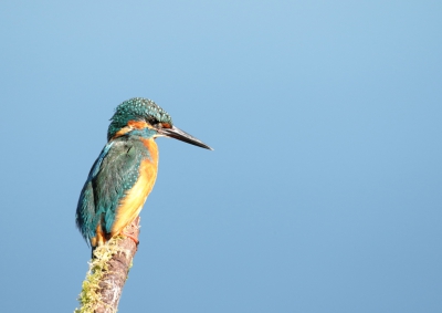 Een strakblauwe lucht toen ik deze ijsvogel fotografeerde.
Ik heb liever een achtergrond met wat meer details maar je krijgt het niet altijd zo als je wilt.