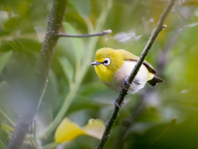 <i class='fa fa-user'></i>&nbsp;Paul van Giersbergen&nbsp;|   Madagaskarbrilvogel&nbsp; <i class='fa fa-eye'>&nbsp;296</i> &nbsp; <i class='fa fa-comment-o'>&nbsp;1</i>