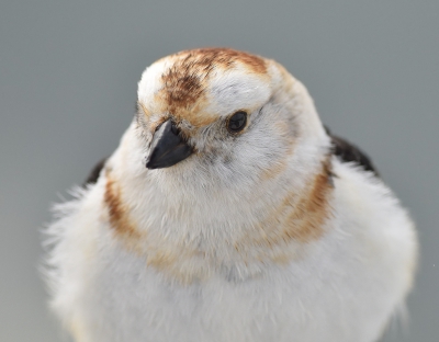 <i class='fa fa-user'></i>&nbsp;henkdikkers&nbsp;|   Sneeuwgors&nbsp; <i class='fa fa-eye'>&nbsp;442</i> &nbsp;<i class='fa fa-thumbs-up'>&nbsp;4</i> &nbsp; <i class='fa fa-comment-o'>&nbsp;8</i>