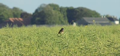 Ik dacht het is wel even tijd voor een zomers plaatje. Hier eentje van de roodsterblauwborst bij Blijham met een beetje omgeving op de foto.