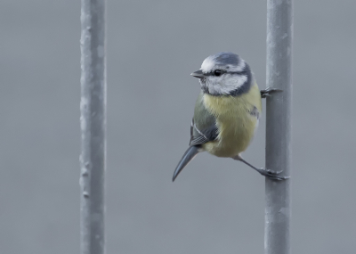 Eindelijk eens wat vogels op ons balkon, dan nog even een raampje op een kier voor een opname, ( ze zijn al minder schuw vergeleken met een maand geleden )