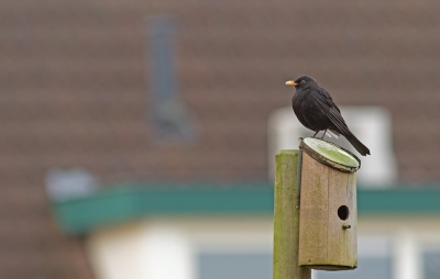 Ben vandaag weer op onderzoek uit gegaan om mijn project "Vogels in de wijk" dit jaar weer voort te zetten.
Heb de goudvinken, staartmezen en zelfs goudhaantjes kunnen zien. En nu nog vastleggen. Dat wordt weer een uitdaging. Wandelen, kijken e.d. Een merel werkte mee.