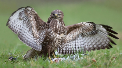 Toen een concurrerende soortgenoot aan kwam draven gingen de vleugels van deze Buizerd even open om indruk te maken.
 En ja... heb deze prooi welke ik dood vond aangeboden. Beter aan een aaseter als Buizerd aanbieden dan laten verloren gaan is mijn gedacht hier over.