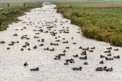 Er zitten volop Smientjes in de Arkemheense polder. Van de hagel gistermiddag schenen ze weinig last te hebben. Gelukkig zat ik warm en droog in de auto...