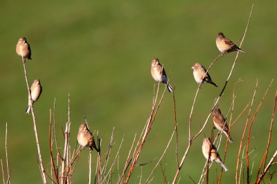 Kwam een groep van ongeveer 30 kneu's tegen die allemaal in hetzelfde struikje gingen zitten. Heb ook van foto's van de hele groep in dat struikje. Dit is een uisnede, iets verscherpt.