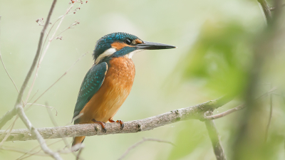 Dit moment weet ik mij nog goed te herinneren, ik zat tussen de struiken ( bij de Muritzee ) op de uitkijk voor een visarend en ik hoorde boven mij een ijsvogel, ik draaide mij heel voorzichtig de kant op en heb toen een opname kunnen maken.