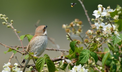 Grauwe Klauwier &#9792; heeft een smakelijk hapje gespot. De natuurlijke habitat bestaat vooral uit doornige begroeiing zoals in dit geval de Braam of waar dit aanwezig is .