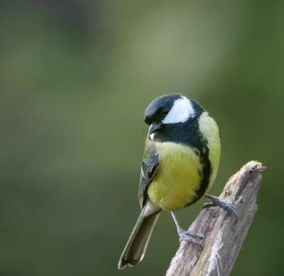 Gefotografeerd in mijn tuin bij een vijvertje, waar op dit moment tamelijk veel koolmezen en pimpelmezen komen.