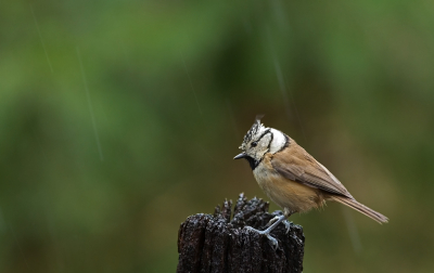 Zelf droog zitten en genieten van de vogeltjes.
Het lijkt de vogeltjes niet te deren.