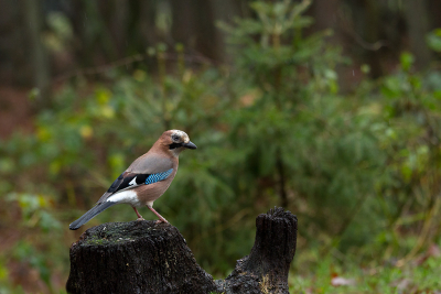 Ze komen bijna elke dag in eigen tuin. Ze houden van de slingerpinda's. Maar wat blijven ze schuw. Deze zat in de regen op zijn gemak. Wat mij de tijd gaf hem erop te zetten. Vanuit een hutje.