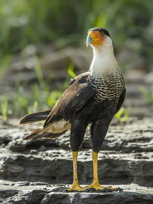 <i class='fa fa-user'></i>&nbsp;Bert Ooms&nbsp;|   Noordelijke Kuifcaracara&nbsp; <i class='fa fa-eye'>&nbsp;323</i> &nbsp; <i class='fa fa-comment-o'>&nbsp;7</i>