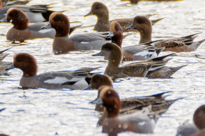 Op verzoek van Arno, zie [url=http://www.birdpix.nl/album_page.php?pic_id=430154]deze foto[/url].