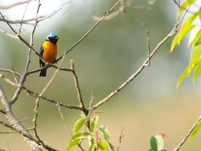 De Blauwkaporganist, in dit geval de man, liet zich niet verleiden dichterbij te komen. De foto is misschien niet top, maar de vogel wel en dat deed me besluiten de foto toch te plaatsen.