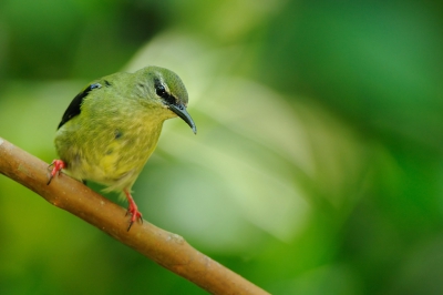 <i class='fa fa-user'></i>&nbsp;Rick Robaard&nbsp;|   Blauwe Suikervogel&nbsp; <i class='fa fa-eye'>&nbsp;257</i> &nbsp; <i class='fa fa-comment-o'>&nbsp;1</i>
