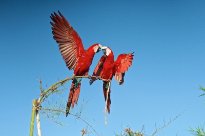 Peru , Amazone , Branquillo clay lick en dan wachten op het juiste moment om deze ara's op de gevoelige plaat vast te leggen