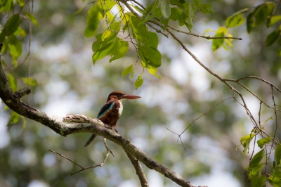 Deze leuke ijsvogels kan je op Sri Lanka overal verwachten. Aan de kust of in de bergen. Deze zat in het park en was daar helemaal de baas. Andere vogels werden agressief verjaagd en zijn blauwe vleugels waren dan ook vaak te zien. Gelukkig was hij ook redelijk benaderbaar.