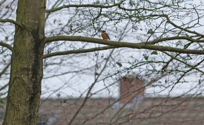 Voor mijn project "Vogels in de wijk" mijn rondje gelopen.
Wat ben ik blij om deze ijsvogel weer aan te treffen. Had hem zelf nog niet gezien. In de stromende regen aangetroffen. Gelukkig zat die even in de boom. Tegen de achtergrond van de huizenrij.
Vanwege een hondenbezitster helaas verjaagd.