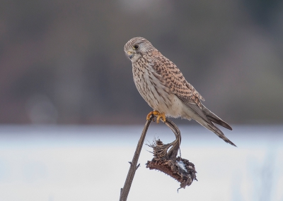 Een torenvalk op een zonnebloem in de winter van 2010.