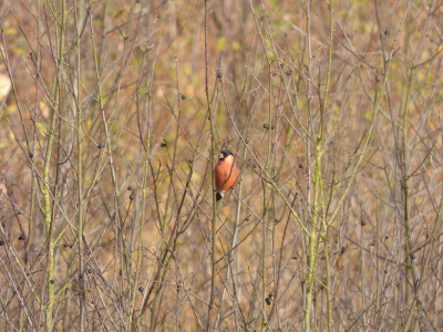 Goudvink kwam in de buurt van de vogelkijkhut in het Aamsveen vlak bij de grens met Duitsland.