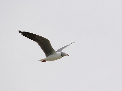 <i class='fa fa-user'></i> Kees de Jager | Grijskopmeeuw  <i class='fa fa-eye'> 345</i>   <i class='fa fa-comment-o'> 1</i>